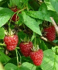 frische Himbeeren vom Himbeerhof Niemeyer in Herringhausen