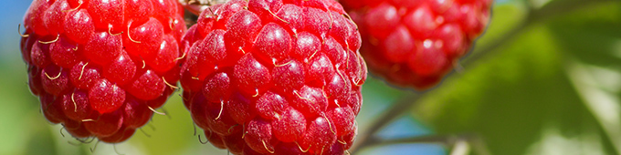 Himbeerplantage im Sommer