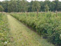 dunkelgrne, saftige Pflanzen im Frhjahr