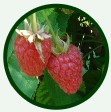 saftige Himbeeren aus Herringhausen